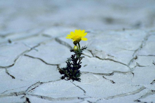 yellow in stone pave